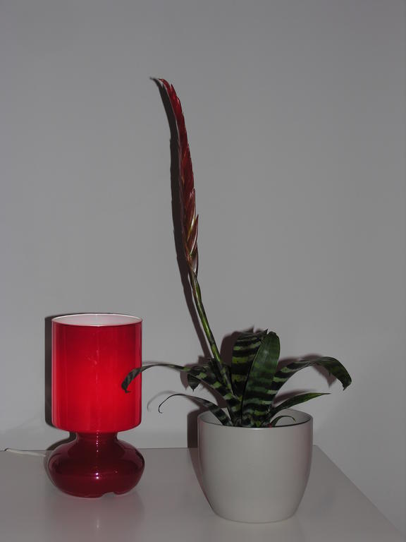 Appartement Amaryllis